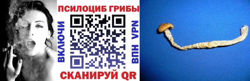 Псилоцибиновые грибы прущие грибы  закладка  Дмитриев 